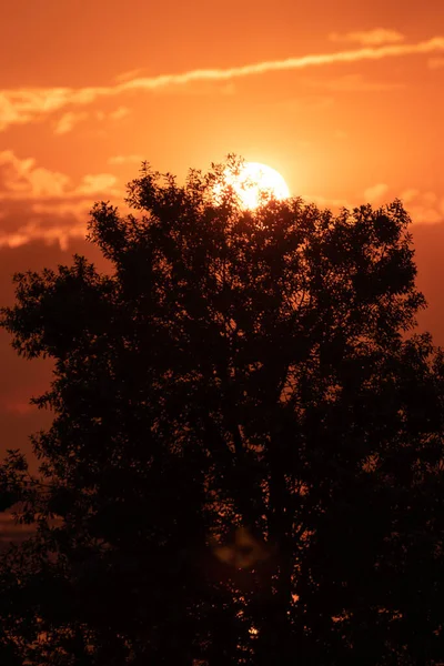 手前の木の上の黄金の夕日 — ストック写真