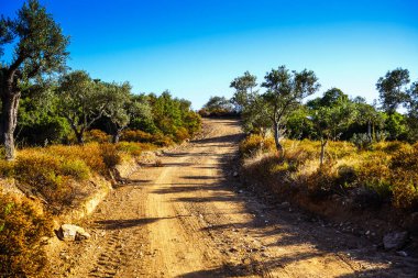 Köy yolu zeytin ağaçlarıyla çevrili. Gökyüzüne giden sarmal sarı bir yol.