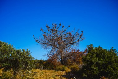 Mavi gökyüzüne karşı eski kuru ağaç.