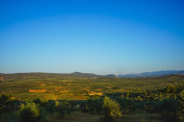オリーブの木の植え付け 谷や丘はオリーブで植えられています オリーブオイル オリーブの生産 ギリシャ カラマタ ハルキディキ — ストック写真
