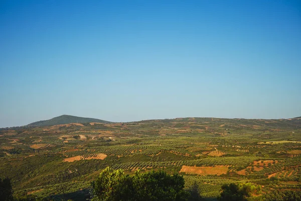 Aanplant Van Olijfbomen Valleien Heuvels Zijn Beplant Met Olijven Productie — Stockfoto