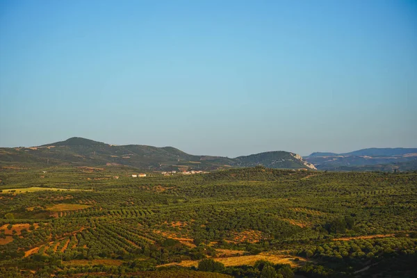 Aanplant van olijfbomen. De valleien en heuvels zijn beplant met olijven. Productie van olijfolie en olijven. Griekenland, Kalamata, Halkidiki. — Stockfoto