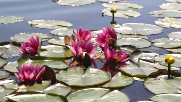 Rosa lotuer og gule vannliljer svinger i bølgene på sjøen, dammen, vannet. Strålene fra solen reflekteres i vannet. – stockvideo