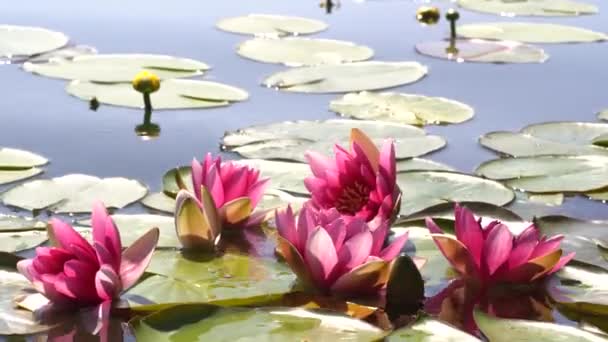 Rosa lotuer og gule vannliljer svinger i bølgene på sjøen, dammen, vannet. Strålene fra solen reflekteres i vannet. – stockvideo