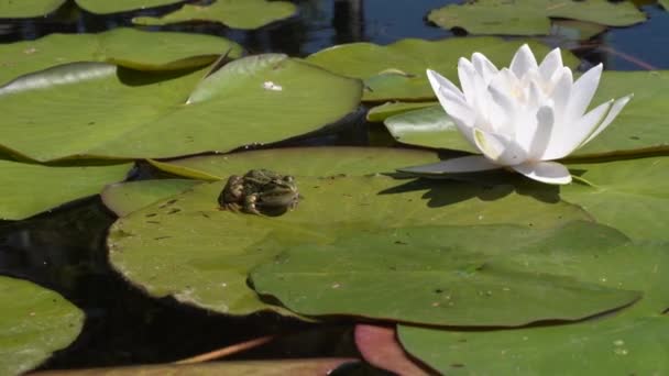 一只绿色的青蛙坐在一棵白莲旁边的叶子上 水面上的波浪和倒影 阳光在水中反射出来 — 图库视频影像