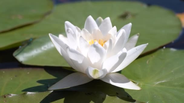 Feuilles Vertes Fleur Lotus Blanc Oscillent Dans Les Vagues Vagues — Video