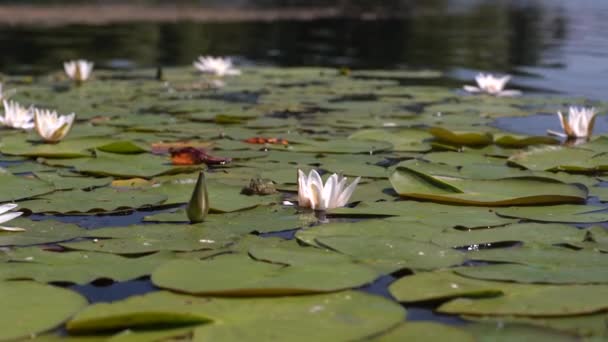 Una Rana Verde Seduta Una Foglia Accanto Loto Bianco Onde — Video Stock