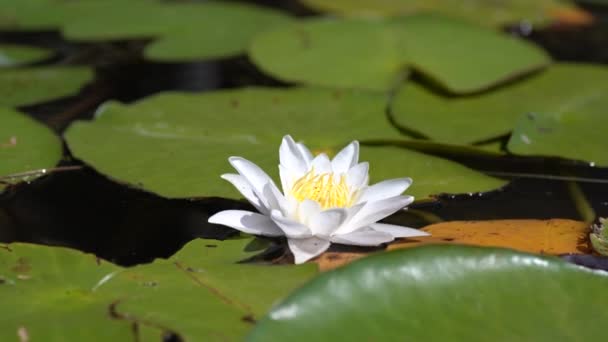 Grüne Blätter und weiße Lotusblüten schwingen in den Wellen. Wellen und Spiegelungen auf See, Teich, Wasser. Die Sonnenstrahlen werden im Wasser reflektiert. — Stockvideo