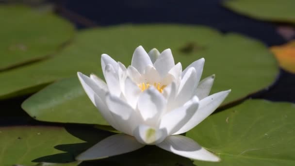 Frunzele Verzi Floarea Albă Lotus Leagănă Valuri Valuri Reflecții Lac — Videoclip de stoc