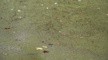 İğrenç derecede kirli su, ördek otu. Ekolojik felaket. Kirli göl, nehir, su. Doğal kaynakların kirlenmesi, ekosistemin tahrip edilmesi.