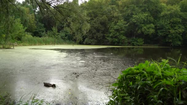 Acqua Disgustosamente Sporca Papera Una Catastrofe Ecologica Anatre Decollano Lago — Video Stock