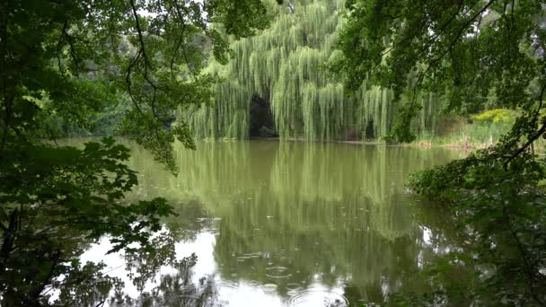 森の湖で雨 水の上の円 湖のほとりに巨大な柳 — ストック動画