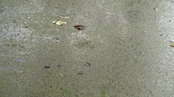 Água Repugnantemente Suja Erva Daninha Uma Catástrofe Ecológica Lago Poluído — Vídeo de Stock