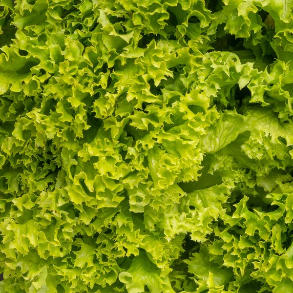 Yemek arkaplanı. Makro salata sosu. Taze yeşil marul yapraklarının makro görüntüsü, yüksek çözünürlüklü. Marul salatası, meşe yaprağı salatası, frisee. Organik yiyecekler.