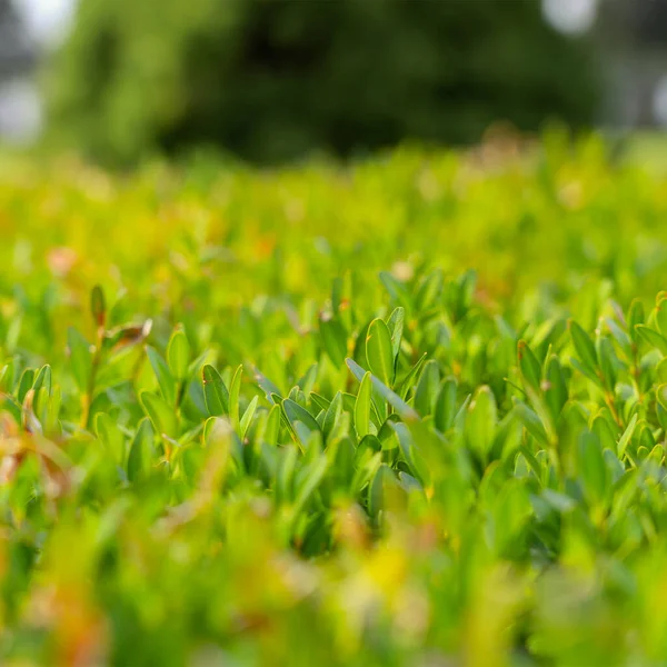 Yeşil çit arka planına yakın plan. Bir çit dolusu yeşil boxwood çalısı.