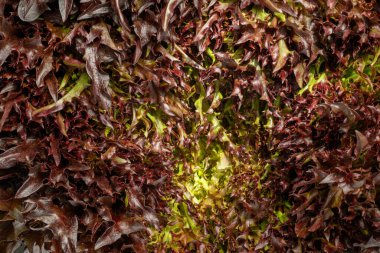 Yemek arkaplanı. Macro frizbi dokusunu vurdu. Taze yeşil Frisee yapraklarının makro görüntüsü, yüksek çözünürlüklü. Marul Salatası, Meşe Yaprağı Salatası, Frisee. Organik yiyecekler.
