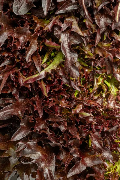 Food background. Macro shot frisee texture. Close-up macro view of fresh green frisee leaves, high resolution. Lettuce Salad, Oak Leaf Salad, frisee. Organic food. — Stock Photo, Image