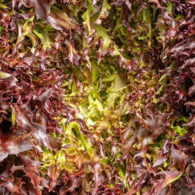 Yemek arkaplanı. Macro frizbi dokusunu vurdu. Taze yeşil Frisee yapraklarının makro görüntüsü, yüksek çözünürlüklü. Marul Salatası, Meşe Yaprağı Salatası, Frisee. Organik yiyecekler. Yukarıdan bak. Uzayı kopyala Dikey çekim.