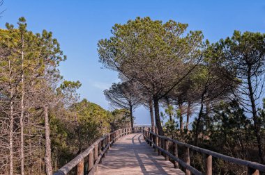 Landscape with sea pine, cycling path and foot path on blue sky with clouds. Bibione Italy. clipart