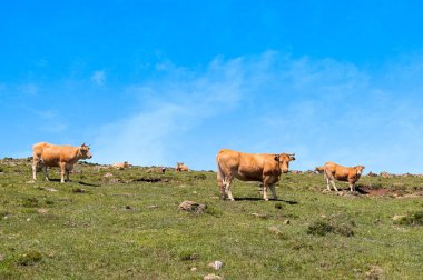 İnek çim yeme. Mera çiftlik manzara üzerinde otlatma inek.