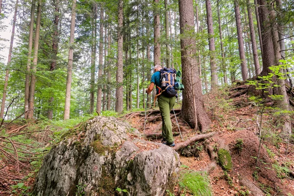 Uzun yürüyüşe çıkan kimse sırt çantası ve sopalarla yürüyüş ile orman yolu üzerinde yürür. Sağlıklı erkek.
