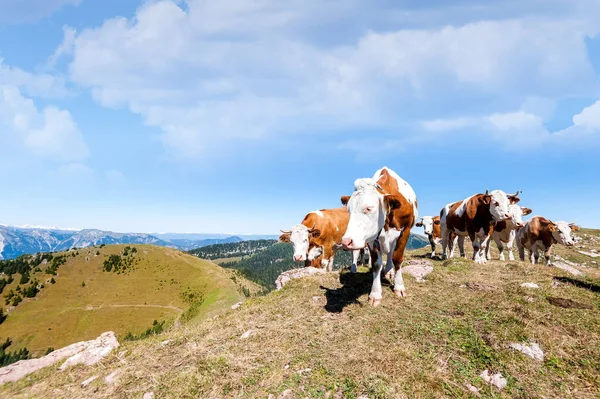 Vaches Seiser Alm Grande Prairie Alpine Haute Altitude Europe Superbes — Photo