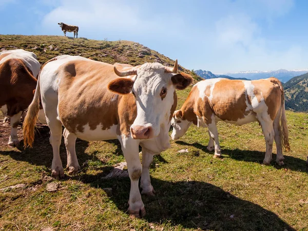 Αγελάδες Όλο Seiser Alm Μεγαλύτερο Υψόμετρο Αλπικό Λιβάδι Στην Ευρώπη — Φωτογραφία Αρχείου