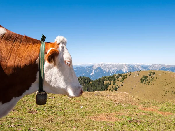 Портрет Красивой Коровы Горном Лугу — стоковое фото