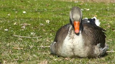 Güneşte çim üzerinde uykuda düşen kaz.