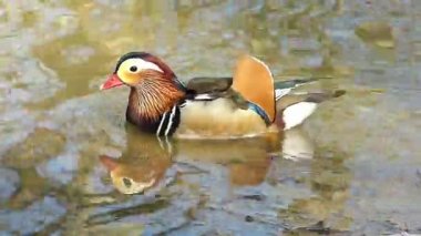 Erkek Mandarin ördek bir gölet suda yüzerler. (Yok).