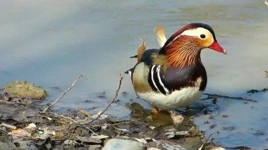 Mandarin Duck, bir gölet kıyısında.