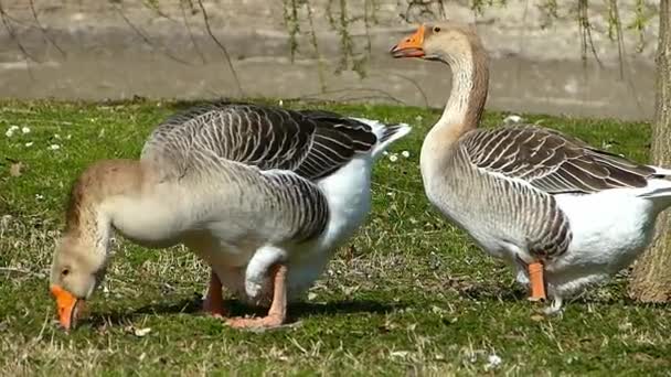 Oche Mangiano Sul Prato Della Riva Dello Stagno — Video Stock