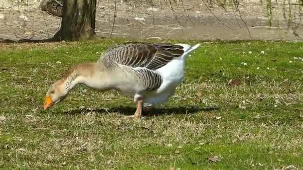 Hausgans Eine Gans Isst Auf Der Wiese — Stockvideo