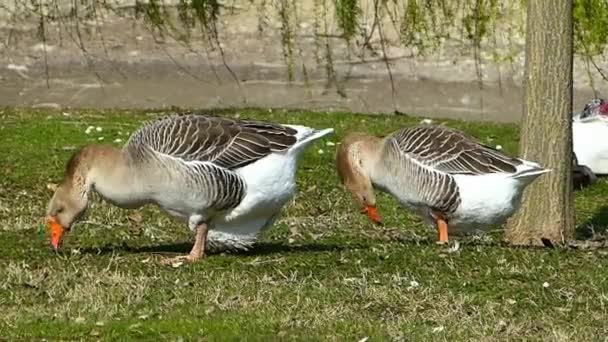 Gänse Fressen Auf Dem Rasen Ufer Des Teiches — Stockvideo