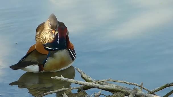 Mandarin Ördek Erkek Kadın Gölde Yüzme Çift — Stok video