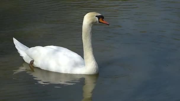Swan Koupání Jezeře — Stock video