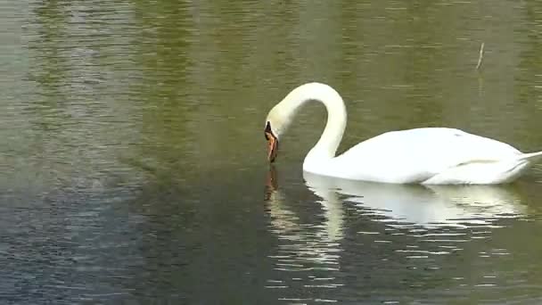 Swan Κολύμπι Στη Λίμνη — Αρχείο Βίντεο