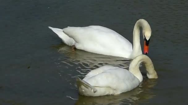 Paire Cygnes Nageant Dans Lac Mangeant — Video