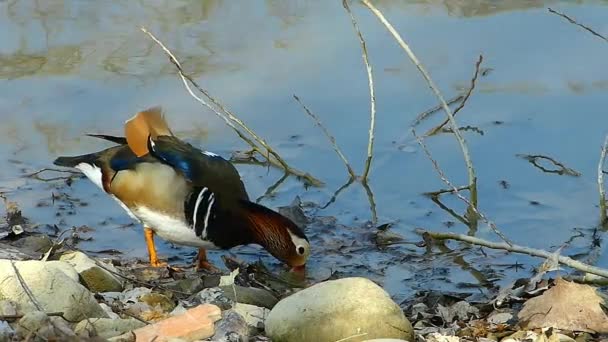 Mandarin Duck Banks Pond — Stock Video