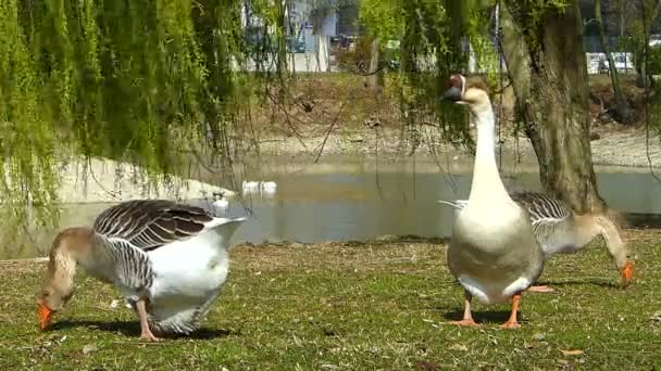 池の岸の芝生で食べるガチョウ — ストック動画