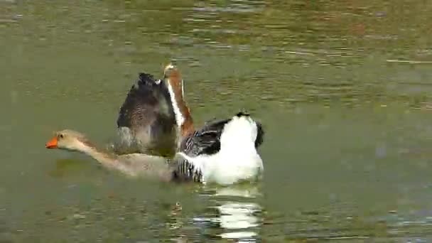 湖で泳ぐガチョウ 二人の男の戦い — ストック動画