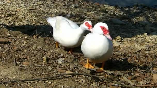 Two Muscovy Ducks Shore Pond Cairina Moschata — Stock Video
