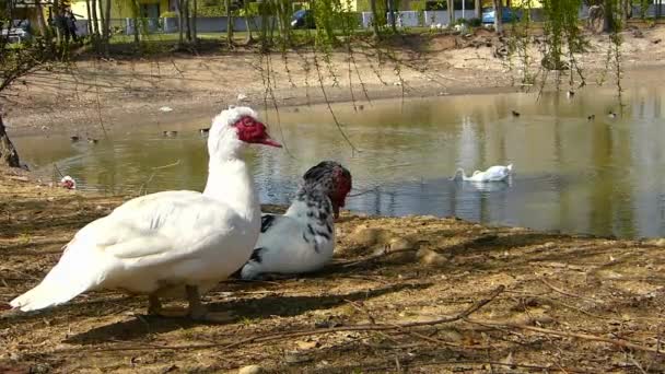 池のほとりに2つの大公アヒル Cairina Moschata — ストック動画