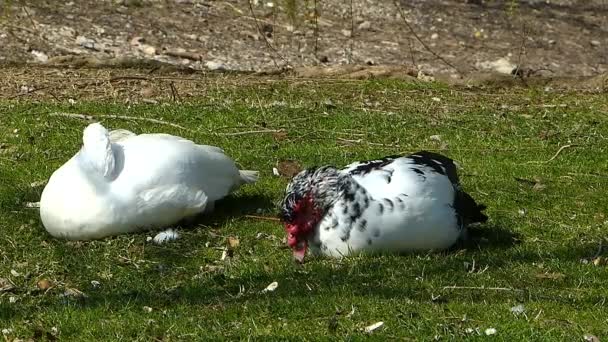 Dos Patos Moscovitas Orilla Estanque Cairina Moschata — Vídeos de Stock