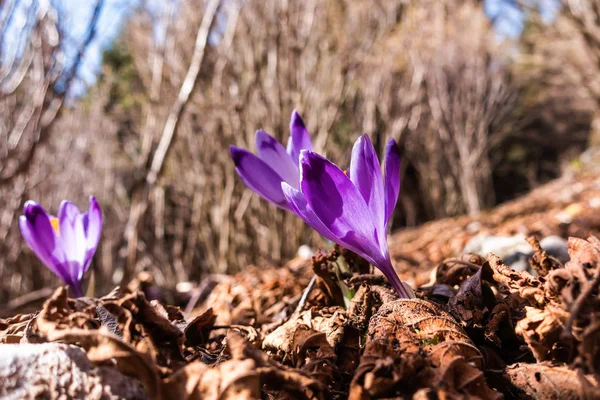 Widok wiosną kwitnące kwiaty, Krokus uprawa w dzikiej przyrody. — Zdjęcie stockowe