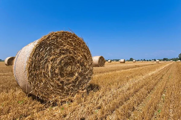 Campo Trigo Após Colheita Com Fardos Palha — Fotografia de Stock