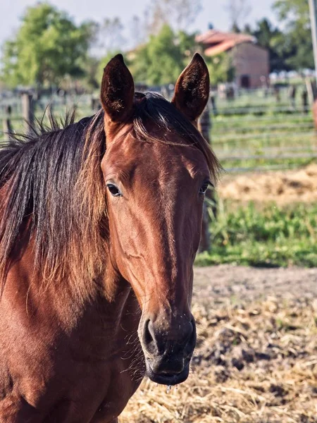 Portrett av hest – stockfoto