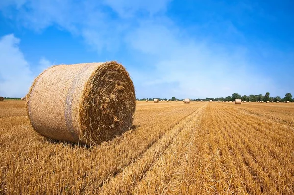 Campo de trigo após colheita com fardos de palha . — Fotografia de Stock