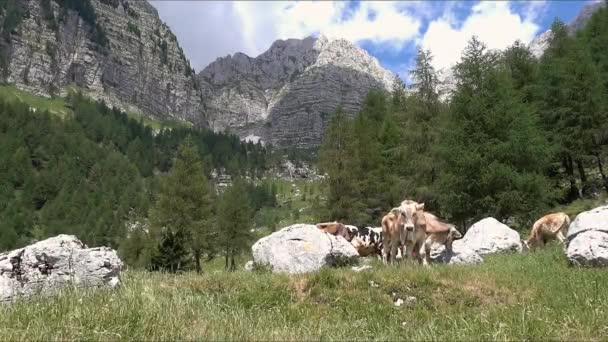 Farm Cows Graze Green Slopes Mountains Concept Ecological Photo Tourism — Stock Video