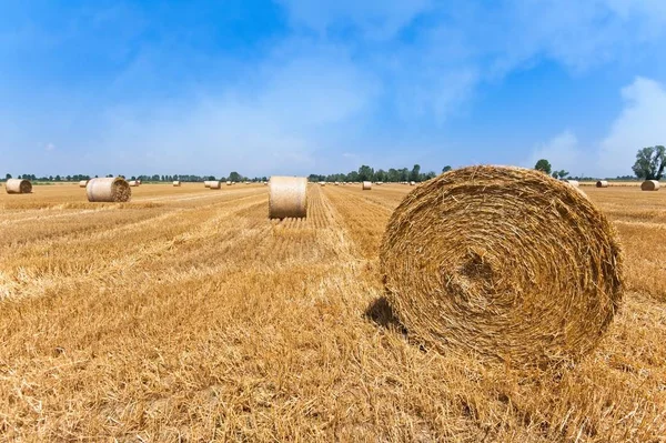 Campo de trigo después de la cosecha con fardos de paja . Fotos de stock libres de derechos